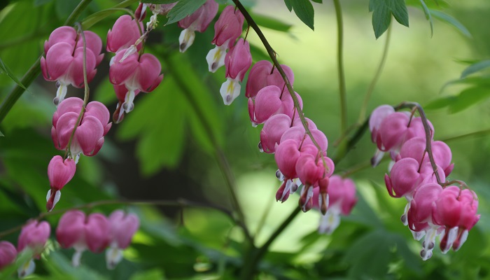 茶花的养殖方法 养殖茶花注意事项