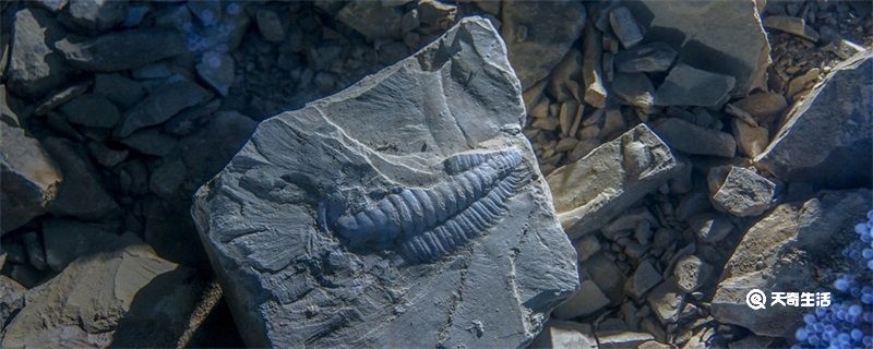化石形成的条件 化石形成的条件是什么