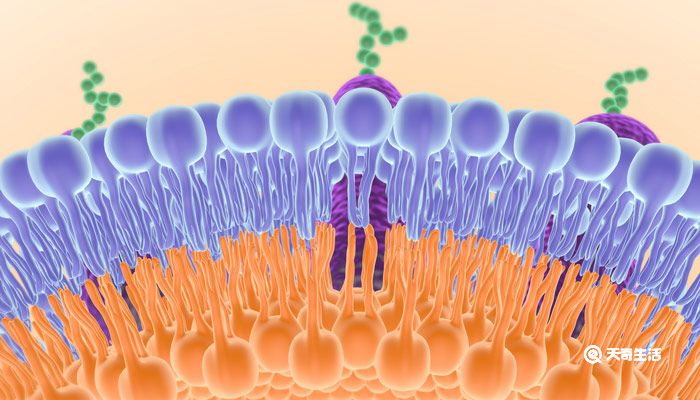 细胞膜的功能 细胞膜有什么功能