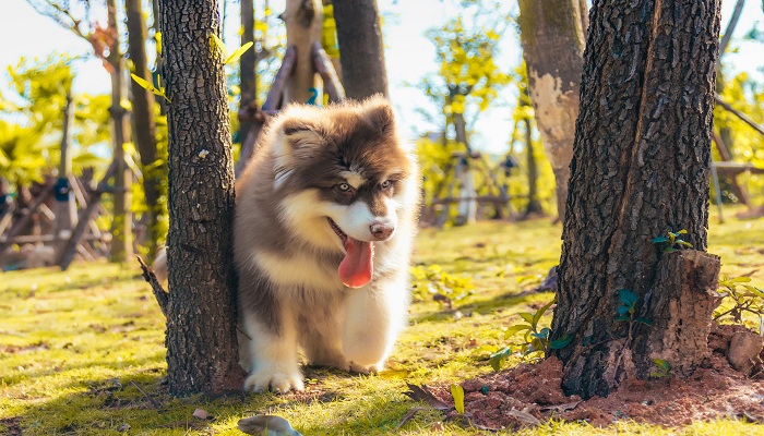 阿拉斯加犬多少钱一只 阿拉斯加犬一只多少钱