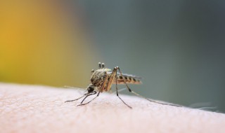 蚊子喜欢咬什么血型人（蚊子喜欢咬什么血型人?）