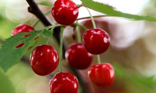 樱桃不能和什么水果一起吃 樱桃不能和什么水果一起吃/同吃