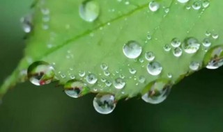 雨露之恩意思 雨露恩惠的意思