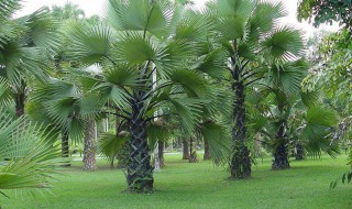 棕榈科植物的保护措施（棕榈科植物在园林植物中有哪些应用?）