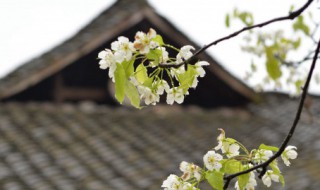 清明节文明祭扫的意义 清明节文明祭扫倡议书