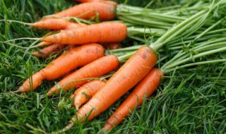 胡萝卜种植时间和方法 白萝卜种植时间和方法