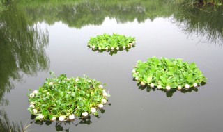 浮岛种植方法与技巧 浮岛种植方法与技巧图解