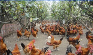 种鸡最好的养殖方法（种鸡的饲养与管理技术）