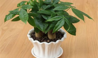 发财树养植的方法(发财树养植的方法有哪些)