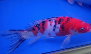 锦鲤死了怎么处理鱼缸 锦鲤死了有什么预兆