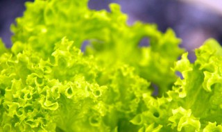 泡沫箱种生菜的方法（泡沫箱种菜怎么种）