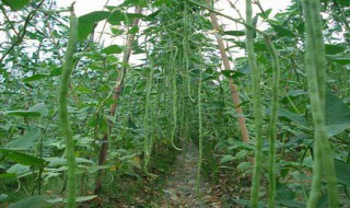 黄金钩豆角的种植方法 红金钩豆角种植方法