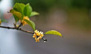 桂花花语 桂花花语象征与寓意