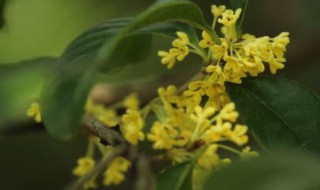 盆栽桂花树种植技术与注意事项（盆栽桂花树的种植方法）