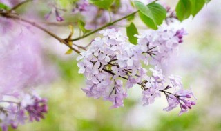 描写丁香花的诗句（描写丁香花的诗句五言）
