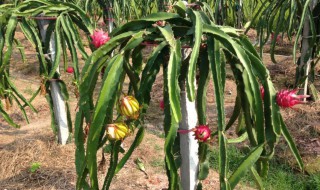 火龙果家庭种植方法 火龙果家庭种植方法如下