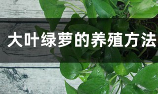 大叶绿萝的养殖方法和注意事项（大叶绿萝的养殖方法和注意事项怎么办）