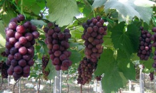 葡萄种植技术与管理（阳光葡萄种植技术与管理）