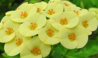 刺梅的养殖方法和注意事项 虎虎刺梅的养殖方法和注意事项