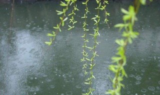 描写春雨的诗句有哪些 描写春雨的诗句有哪些七年级上册