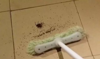 去除小蜘蛛的方法 去除小蜘蛛的方法图片