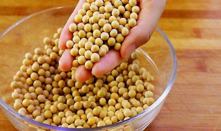 黄豆养花技巧（黄豆养花技巧视频）