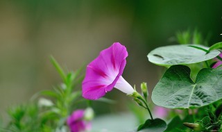 牵牛花种植时间方法 牵牛花种植方法和注意事项