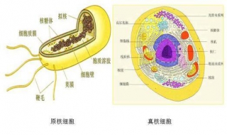 原核细胞和真核细胞的区别 原核细胞和真核细胞的区别和共同点