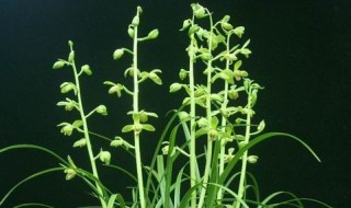 下山兰花怎么栽植 下山兰花怎么栽植好