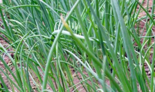 白露小葱怎么种（白露小葱种植方法）