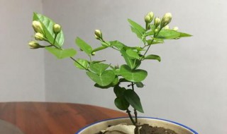 漂香膝花怎样换盆 飘香藤怎么养