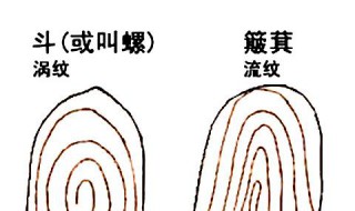 十指簸箕代表什么命（十指十簸箕）
