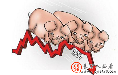 9月后期猪市面临的回调风险较大 9月份猪价还会上涨吗