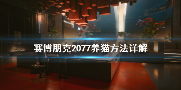 赛博朋克2077怎么养猫（赛博朋克2077养猫有什么用）