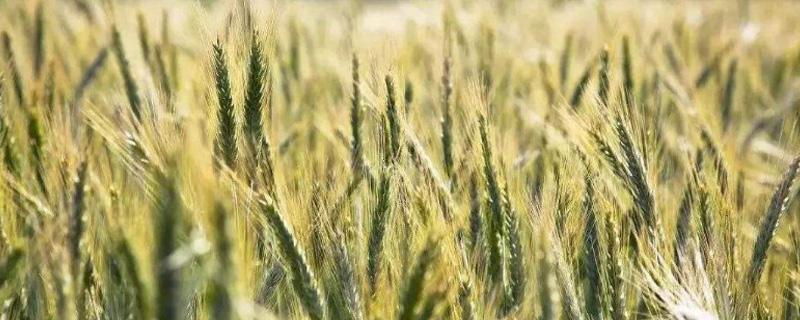 冬小麦和春小麦的区别是什么 冬小麦和春小麦的区别是什么意思