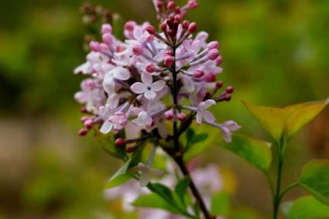 为什么丁香花叫狗牙花