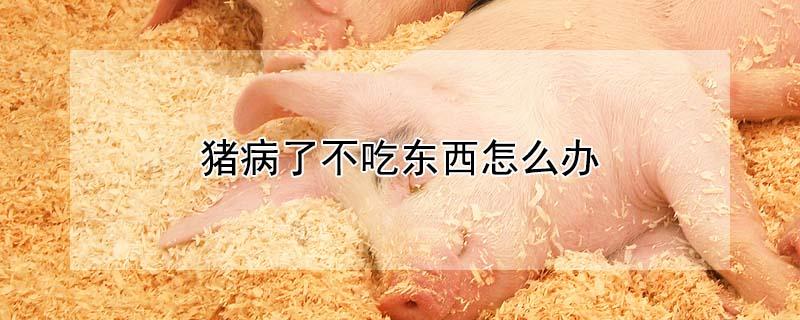 猪病了不吃东西怎么办 猪病了不吃东西怎么办呢