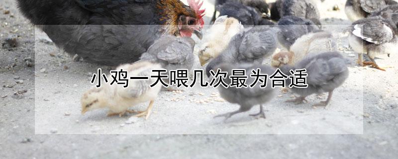 小鸡一天喂几次最为合适 一只成年鸡一天吃多少饲料