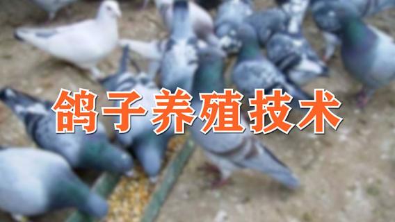 鸽子养殖技术（鸽子养殖技术视频教程）