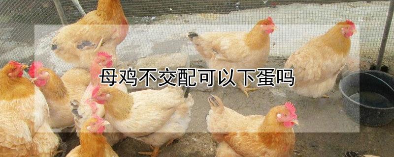 母鸡不交配可以下蛋吗 母鸡不接触公鸡会下蛋吗