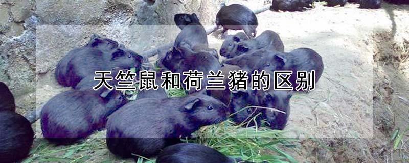 天竺鼠和荷兰猪的区别（天竺鼠多少钱一只）