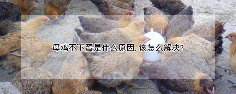 母鸡不下蛋是什么原因,该怎么解决? 母鸡不下蛋的原因