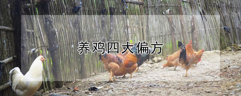 养鸡四大偏方（养鸡四大偏方有哪些）