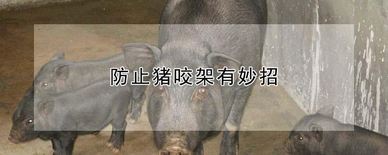 防止猪咬架有妙招 防止猪咬架吃什么药