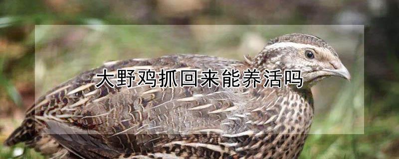 大野鸡抓回来能养活吗（大野鸡抓回来能养活吗图片）
