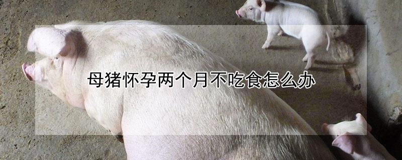 母猪怀孕两个月不吃食怎么办 怀孕母猪不吃食打什么针