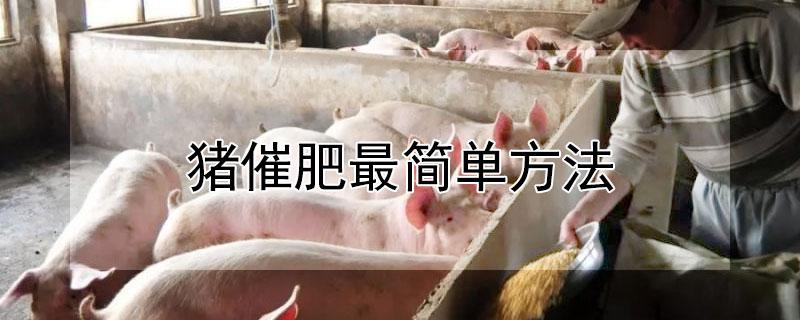 猪催肥最简单方法（猪催肥添加剂排名前五强）