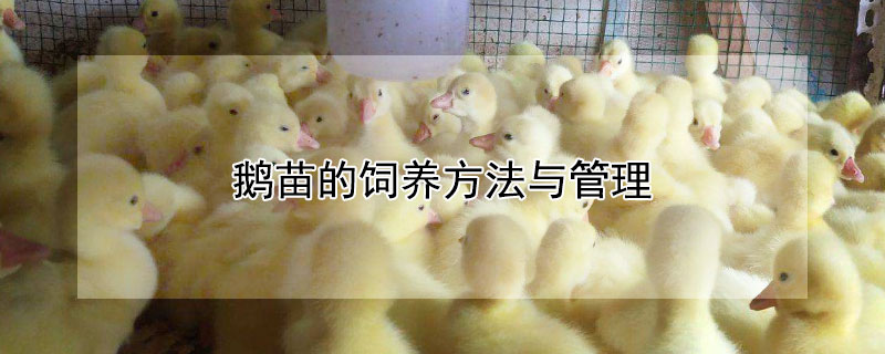 鹅苗的饲养方法与管理 鹅苗的饲养方法与管理技术