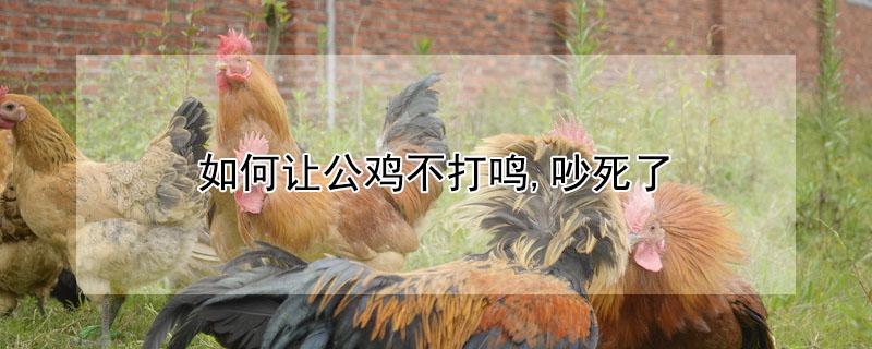 如何让公鸡不打鸣,吵死了（怎么让公鸡不打鸣）
