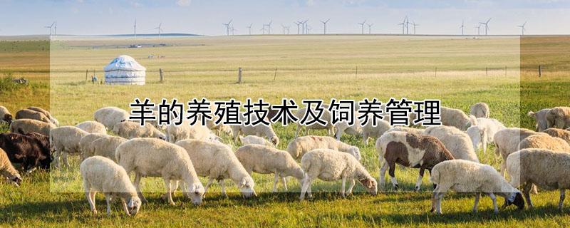 羊的养殖技术及饲养管理（养羊100只投资需要多少钱）
